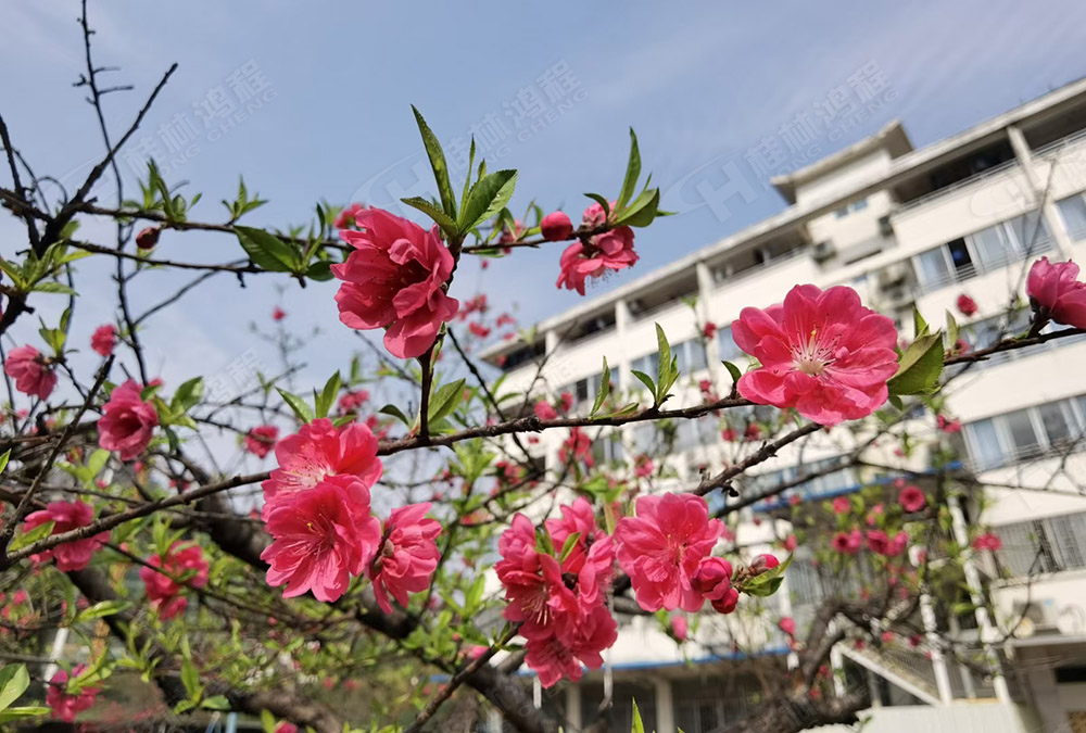 桂林鴻程花團(tuán)錦簇，滿園春色，邀您一起共賞春景，共商大計！